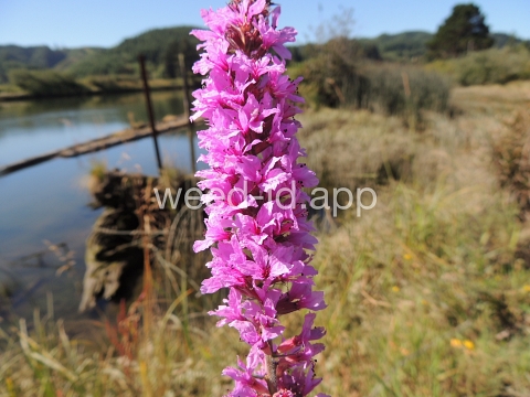 loosestrife, purple
